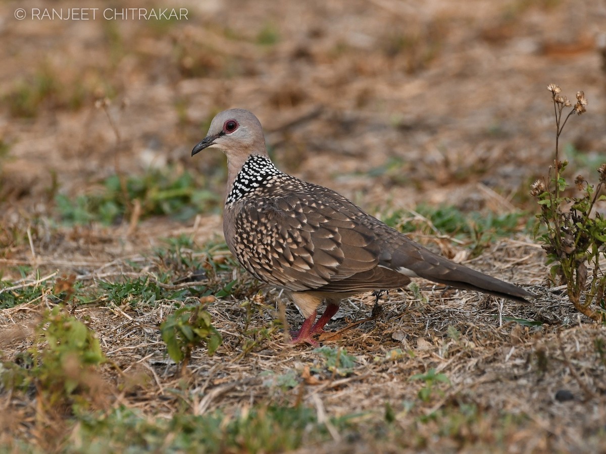Spotted Dove - ML617133001