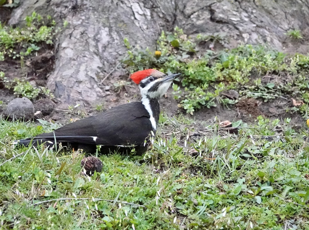 Pileated Woodpecker - ML617133002