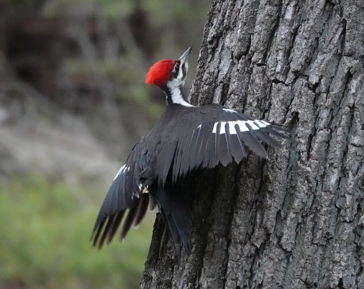 Pileated Woodpecker - ML617133003