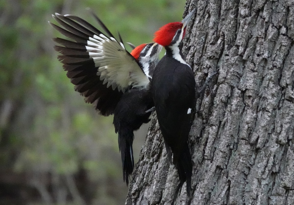 Pileated Woodpecker - ML617133004