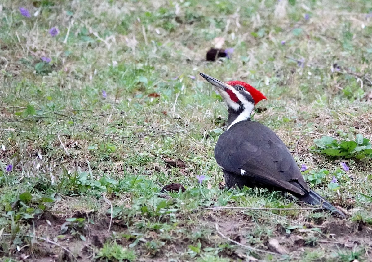 Pileated Woodpecker - ML617133006