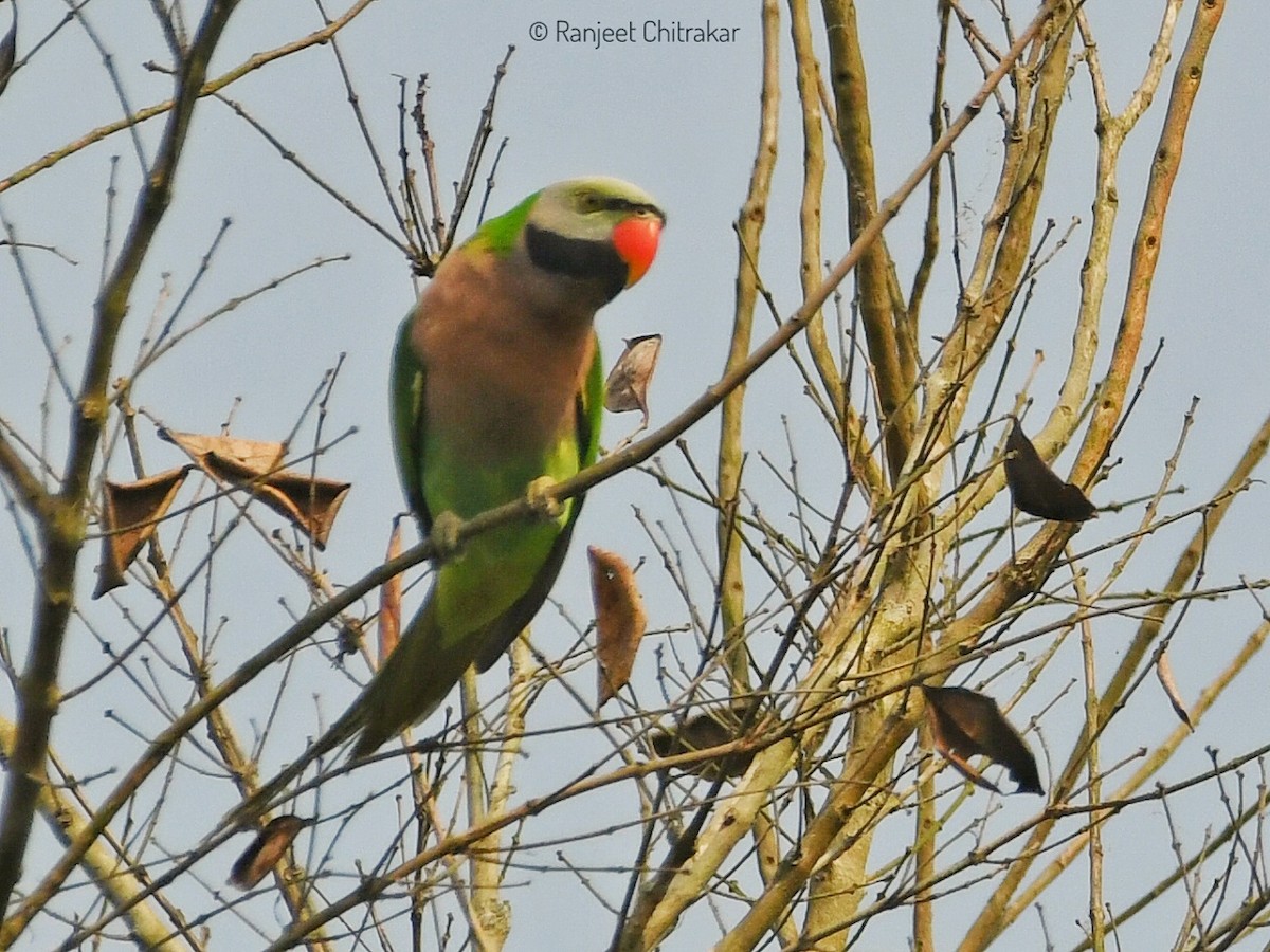 Gül Göğüslü Yeşil Papağan - ML617133019