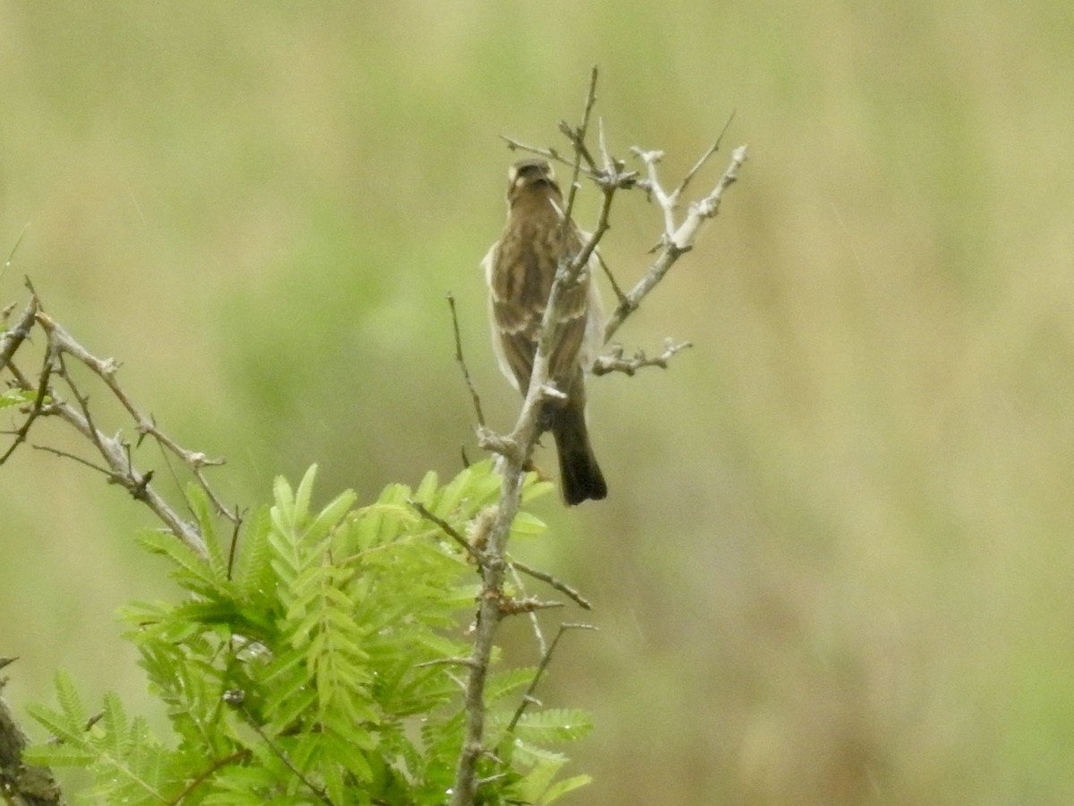 Yellow-throated Bush Sparrow - ML617133022
