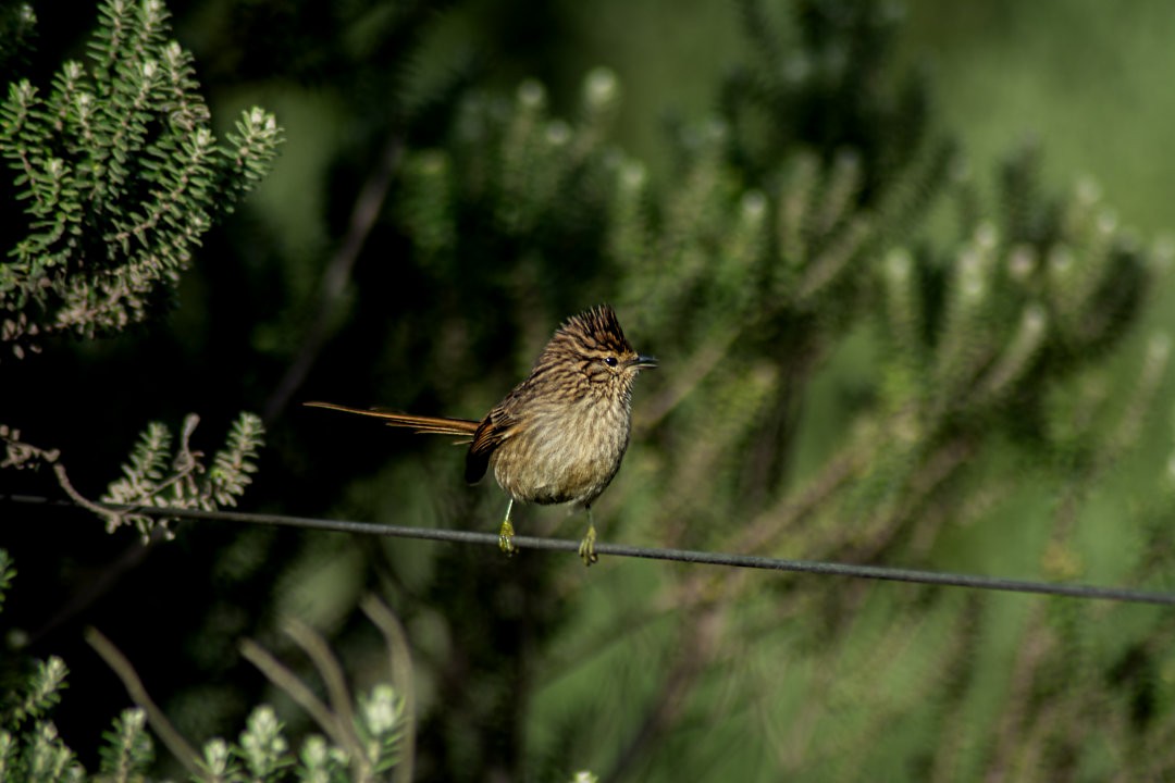 Striolated Tit-Spinetail - ML617133028