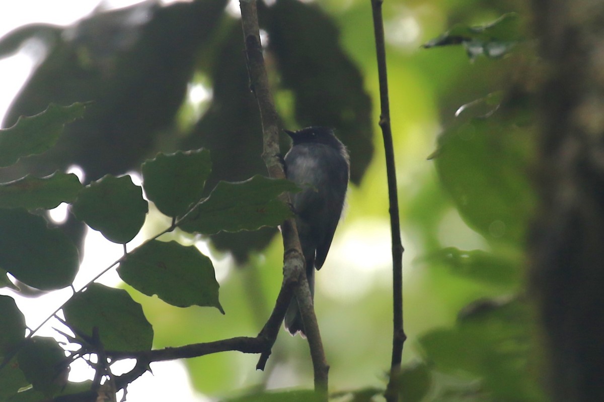 White-tailed Crested Flycatcher - ML617133054