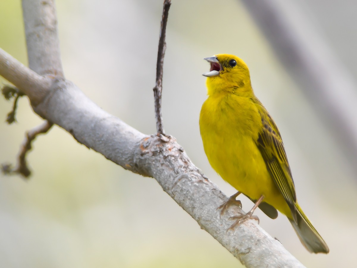 Stripe-tailed Yellow-Finch - ML617133129
