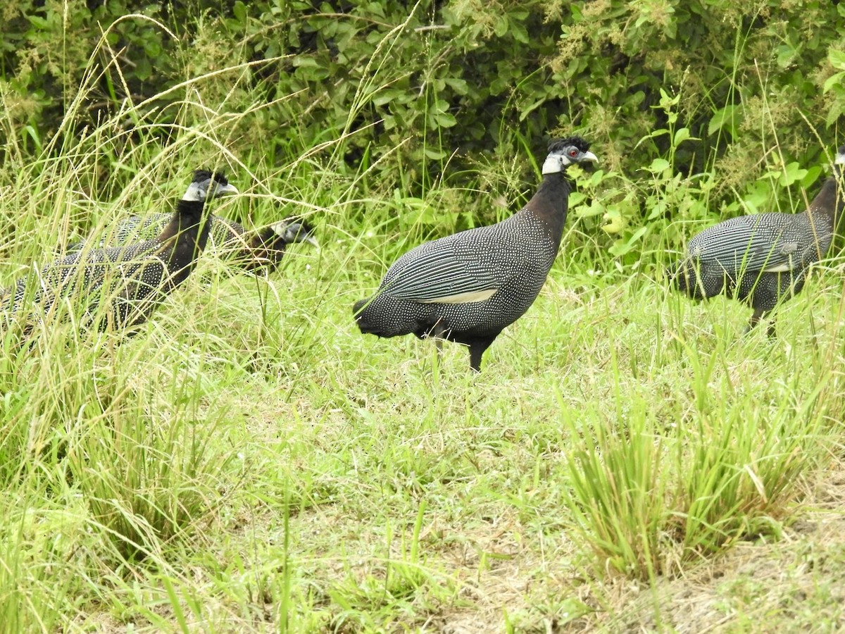 Southern Crested Guineafowl - ML617133179