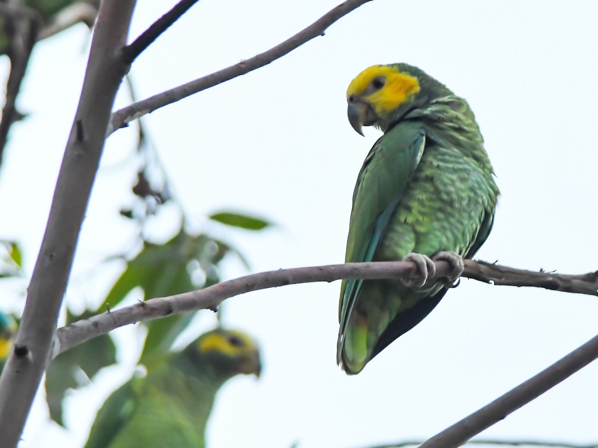 Yellow-faced Parrot - ML617133187