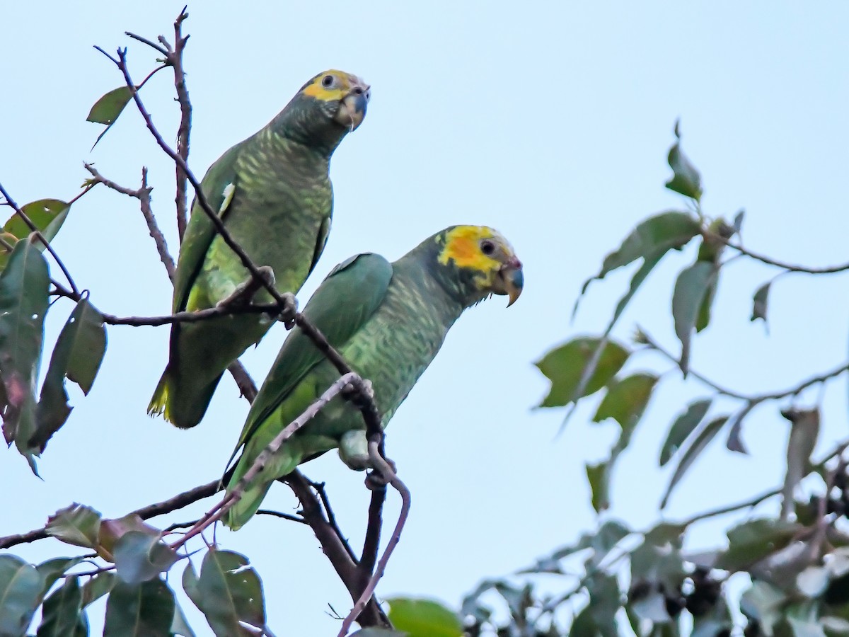 Yellow-faced Parrot - ML617133188