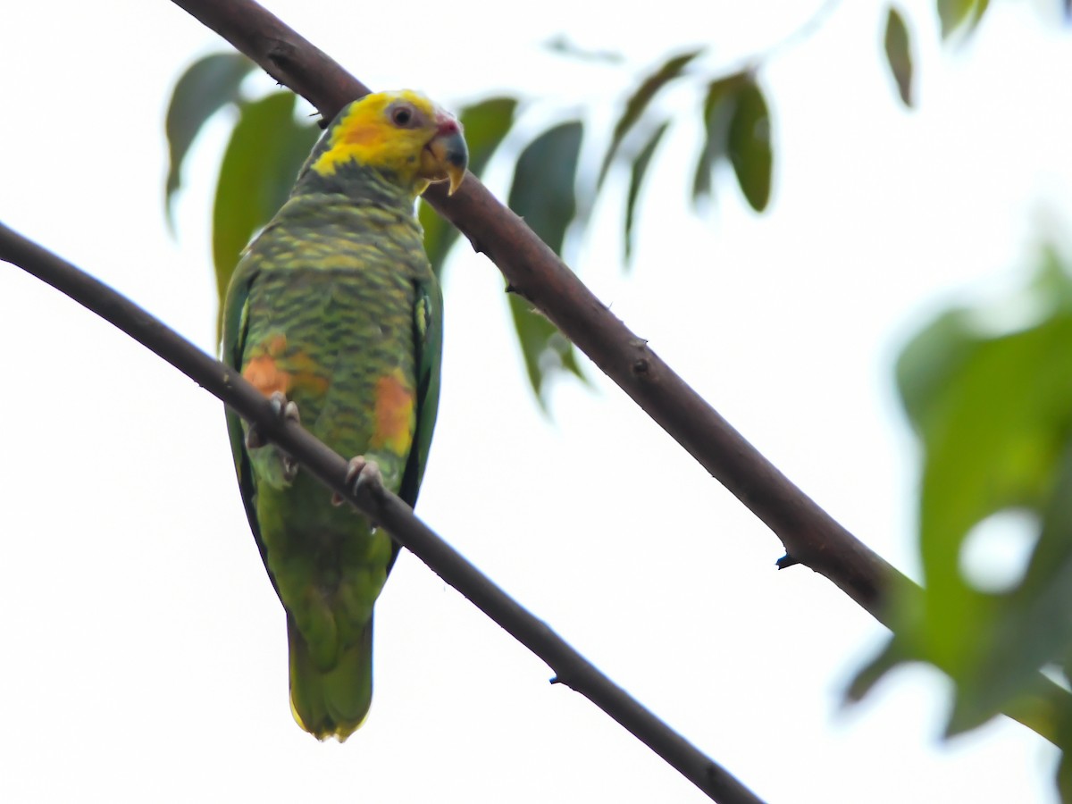 Yellow-faced Parrot - ML617133189