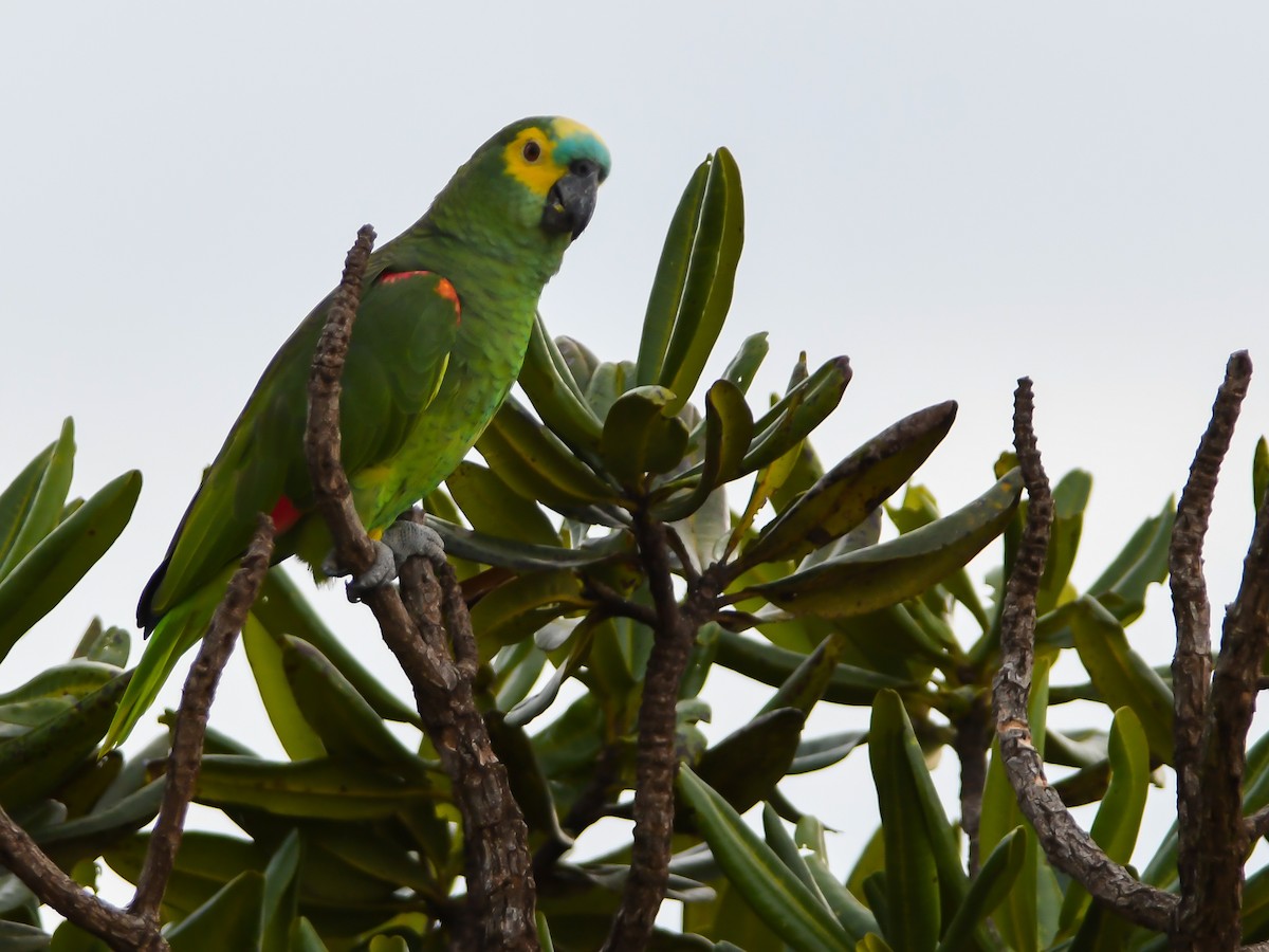 Turquoise-fronted Parrot - ML617133207