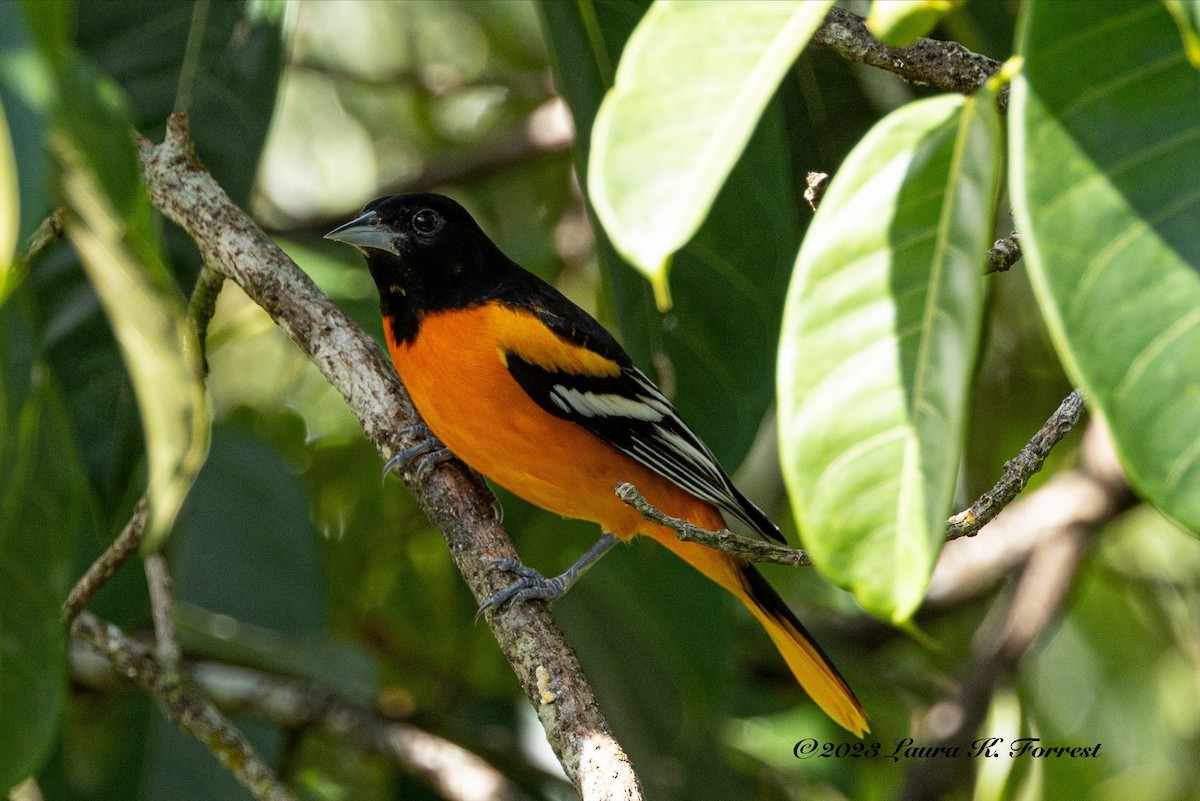 Baltimore Oriole - Laura Forrest