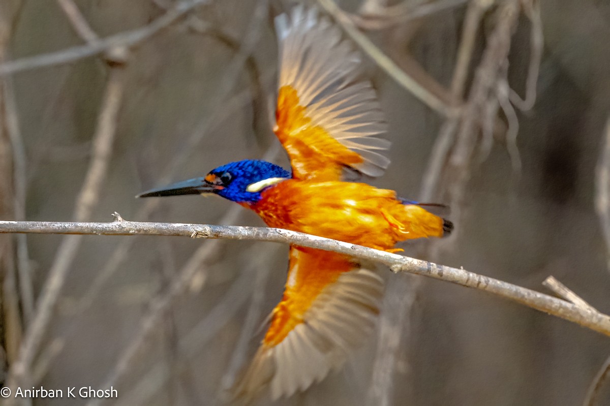 Blue-eared Kingfisher - Anirban K Ghosh
