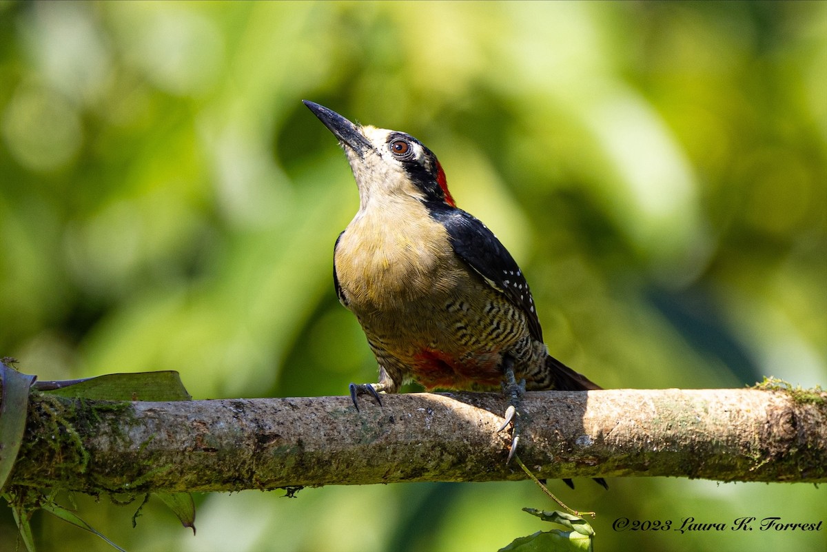 Black-cheeked Woodpecker - ML617133265