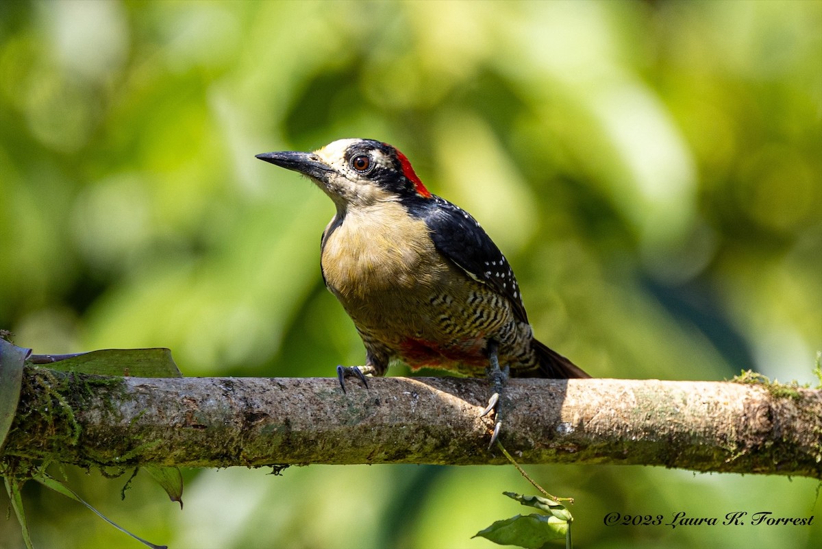 Black-cheeked Woodpecker - ML617133267