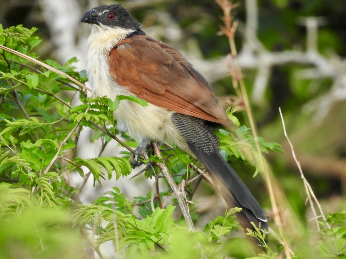 White-browed Coucal (Burchell's) - ML617133304