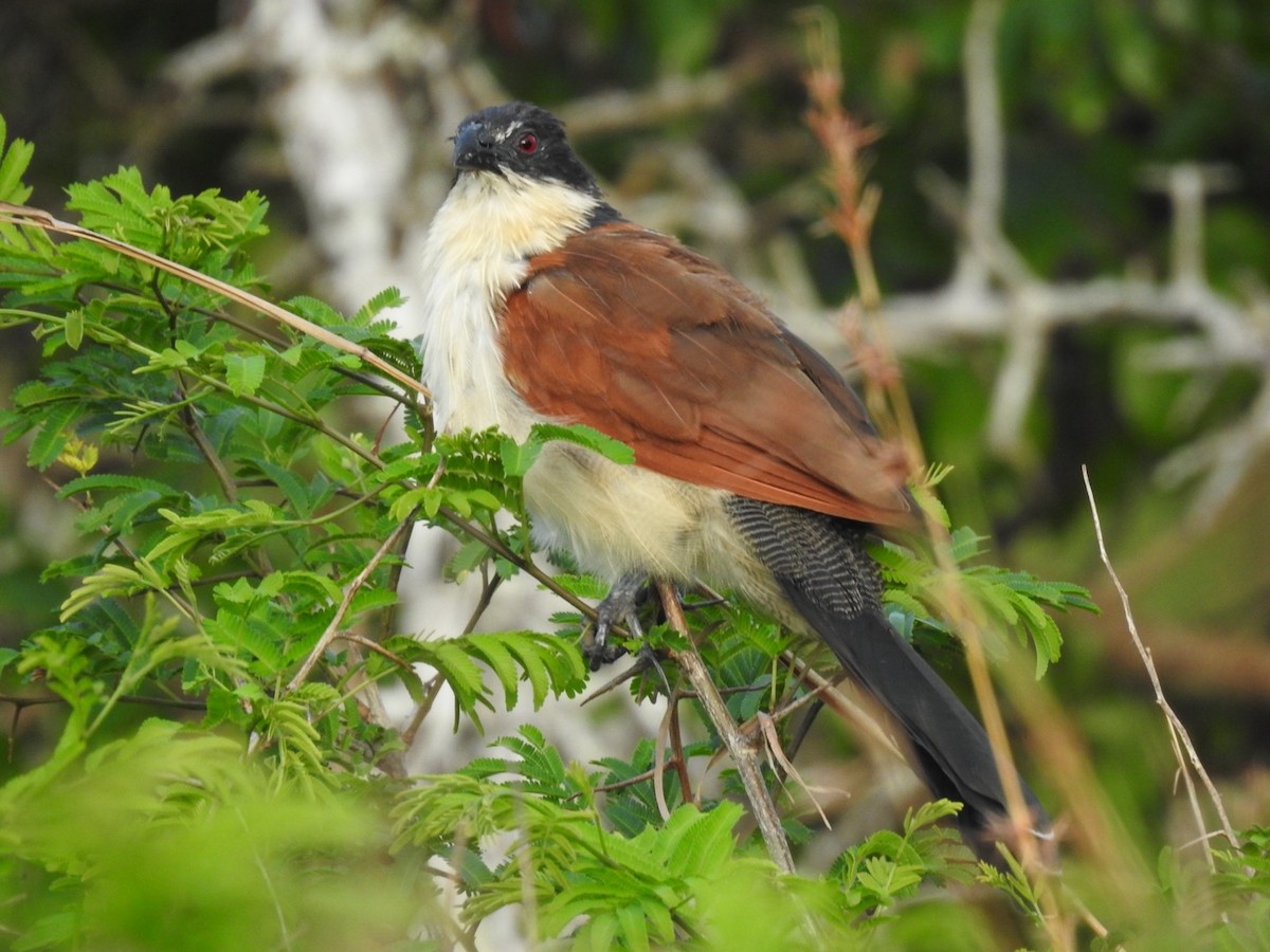 White-browed Coucal (Burchell's) - ML617133305