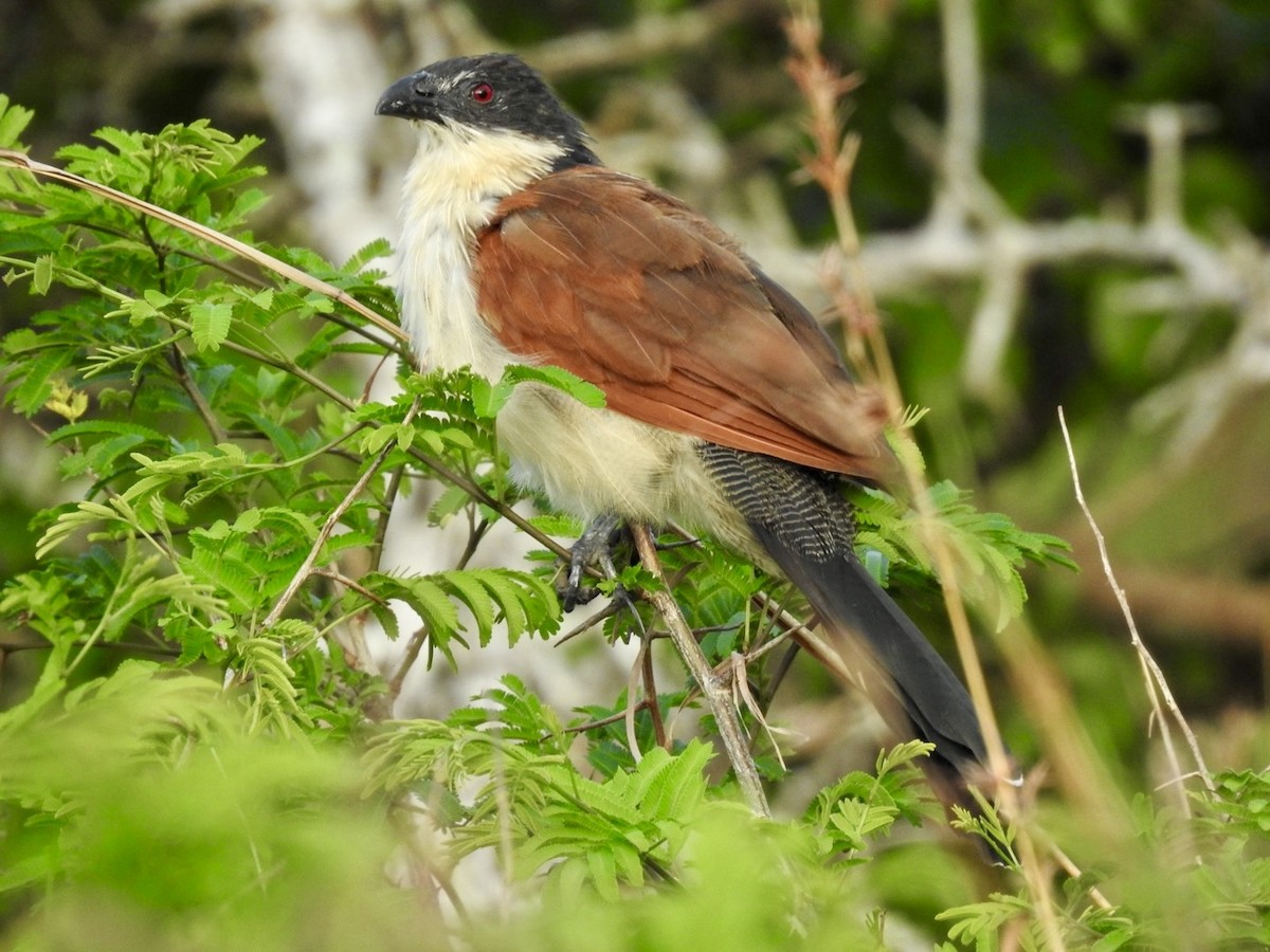 White-browed Coucal (Burchell's) - ML617133306