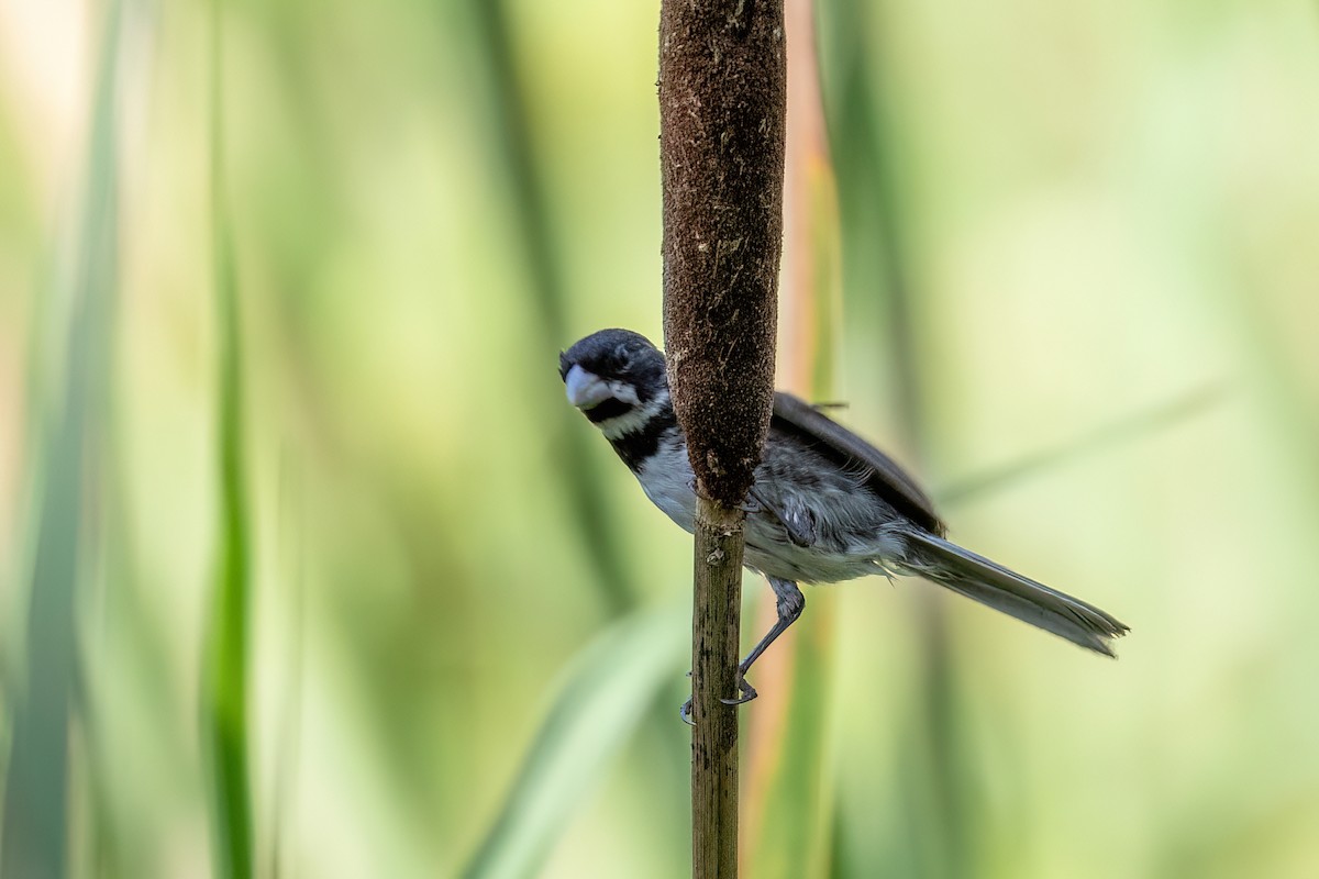 Double-collared Seedeater - Marcos Eugênio Birding Guide