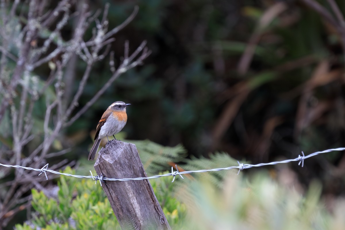 Rufous-breasted Chat-Tyrant - ML617133480