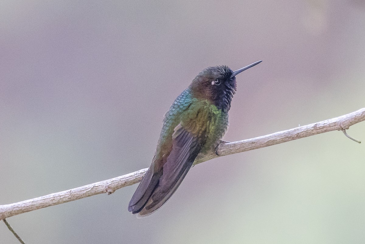 kolibřík dřišťálový - ML617133552