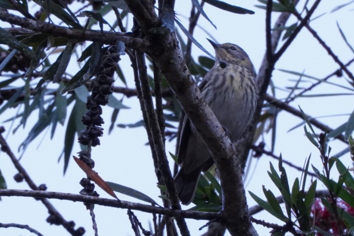 Cape May Warbler - ML617133571