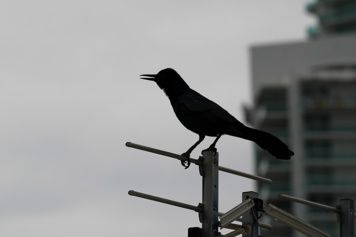 Boat-tailed Grackle - ML617133622