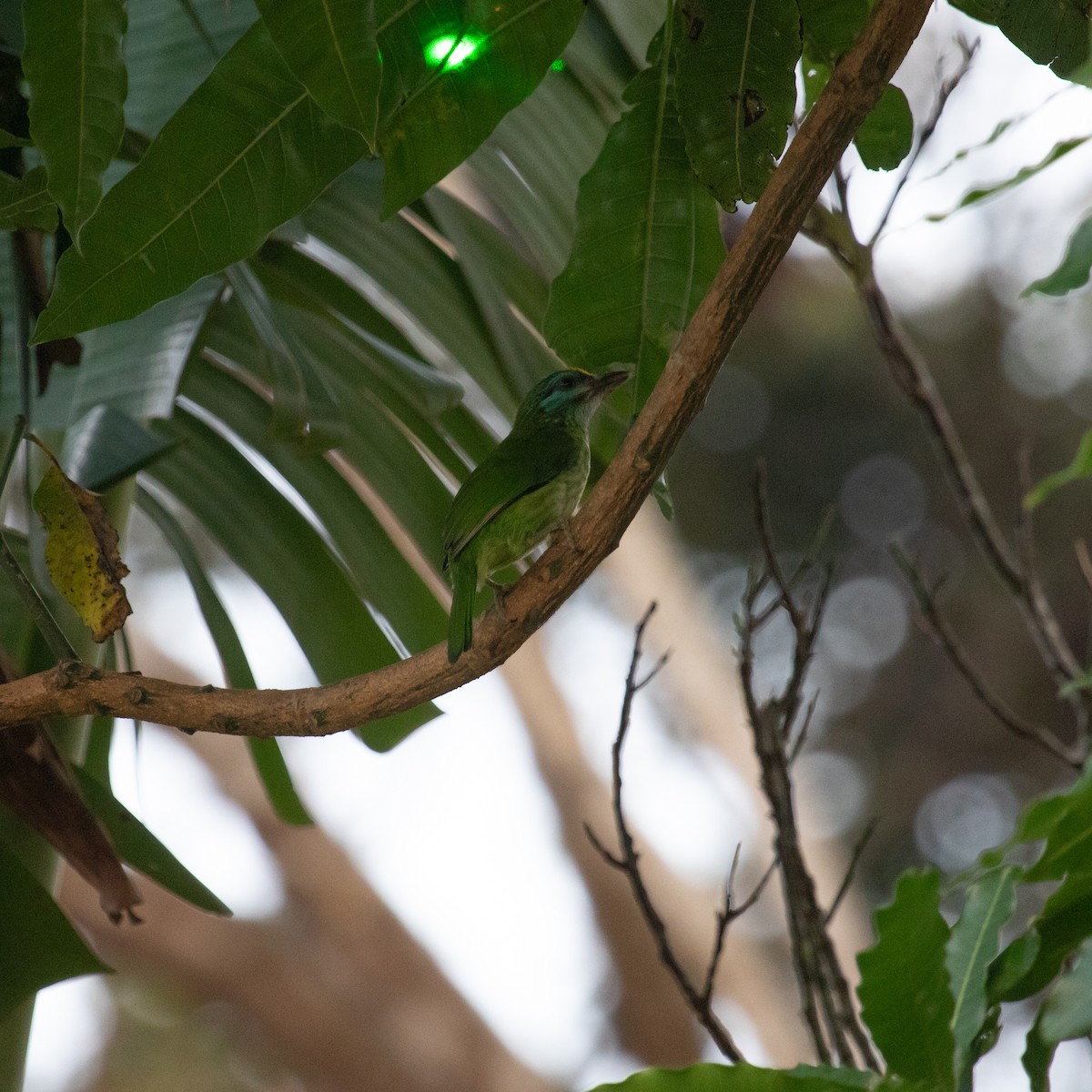 Yellow-fronted Barbet - ML617133625