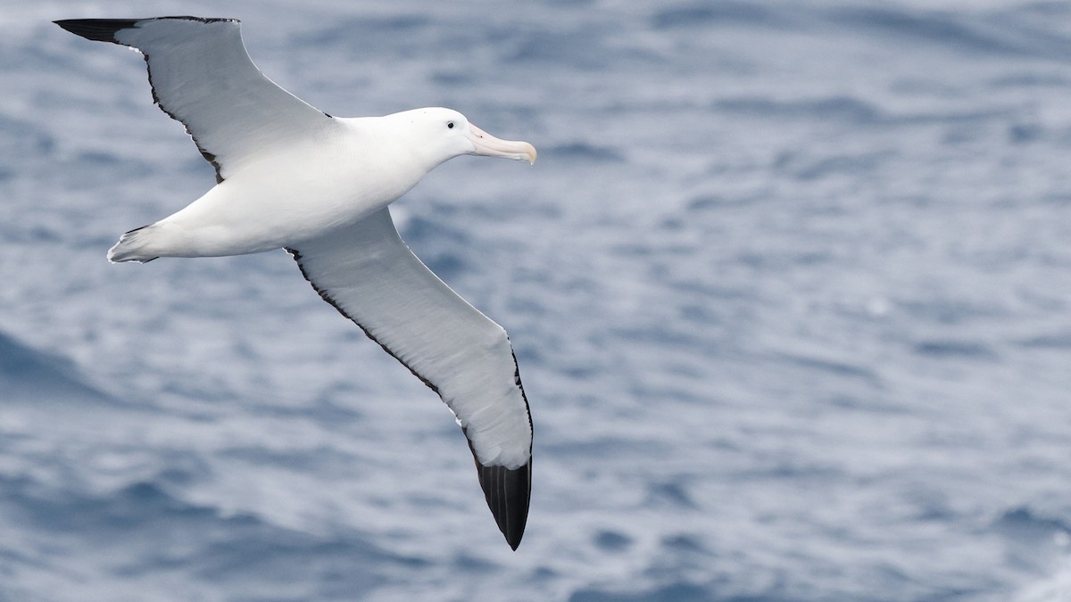 Snowy/Tristan/Antipodean Albatross - ML617133813
