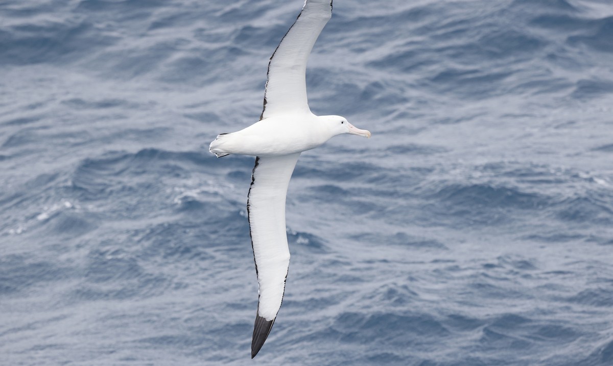Albatros Viajero/de Tristán de Acuña/de las Antípodas - ML617133814