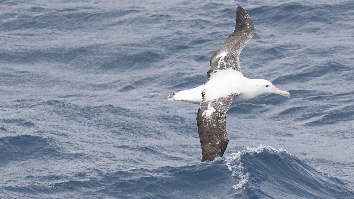 Snowy/Tristan/Antipodean Albatross - ML617133815