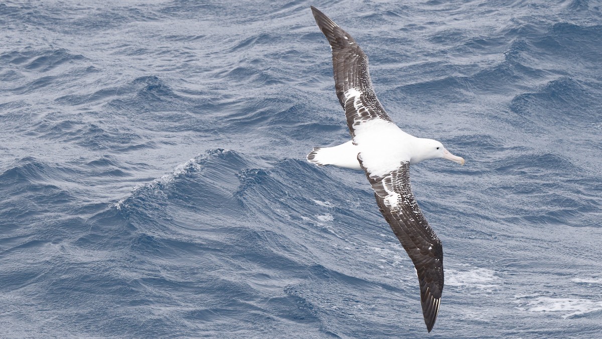 Albatros Viajero/de Tristán de Acuña/de las Antípodas - ML617133817