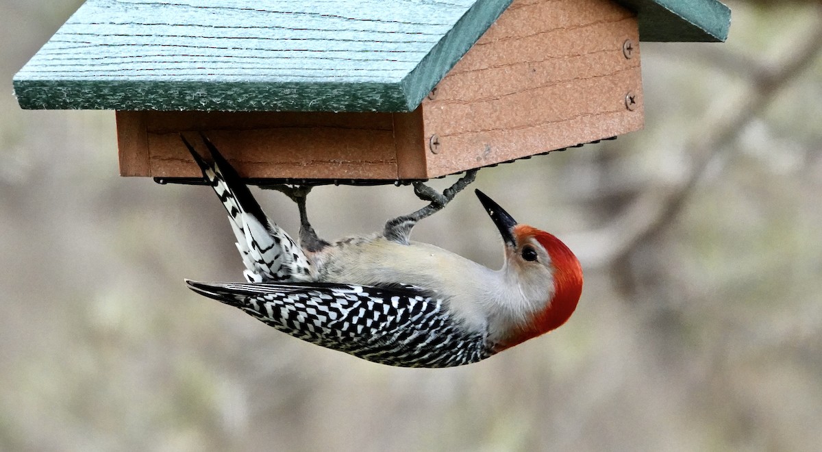 Red-bellied Woodpecker - ML617133847