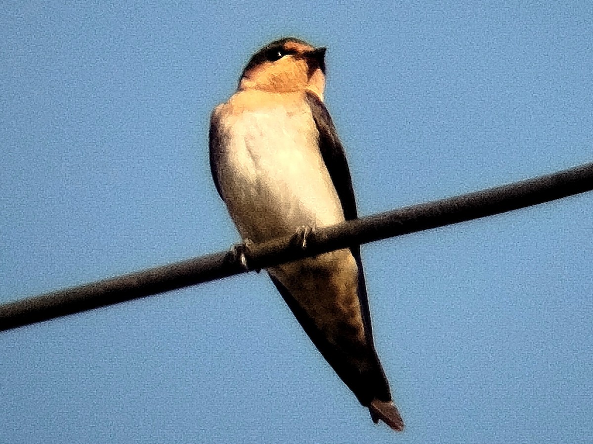 Pacific Swallow (Pacific) - ML617133922