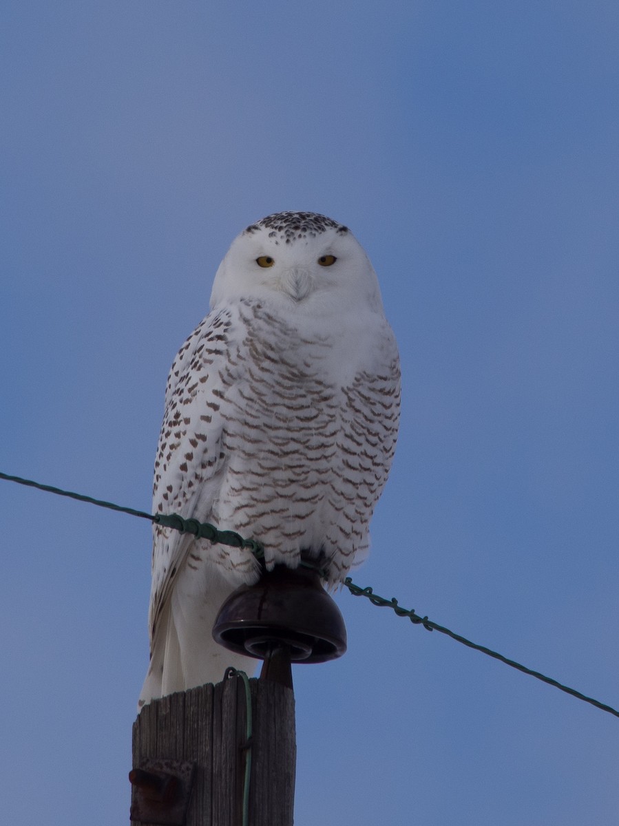Snowy Owl - ML617133939