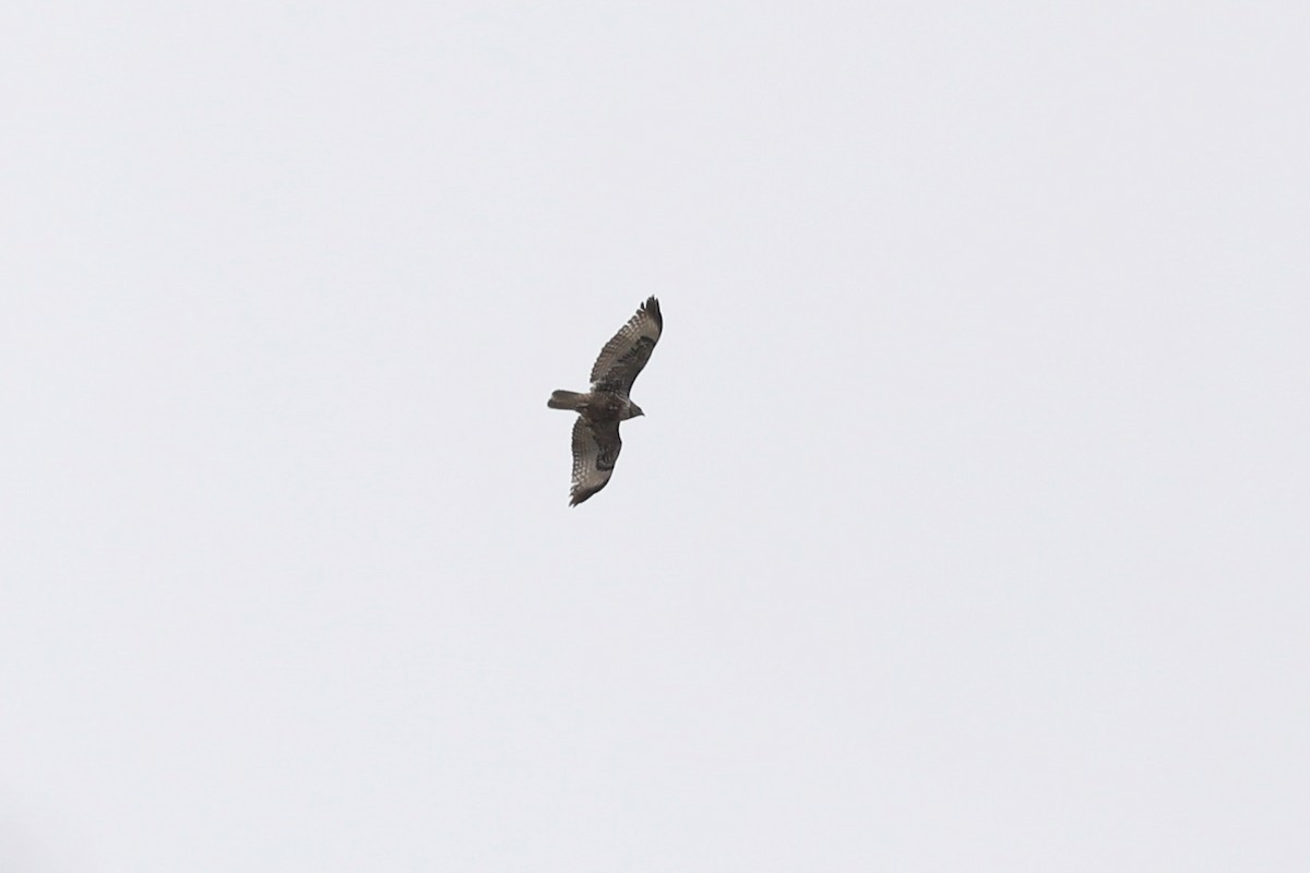 Red-tailed Hawk - ML617133940