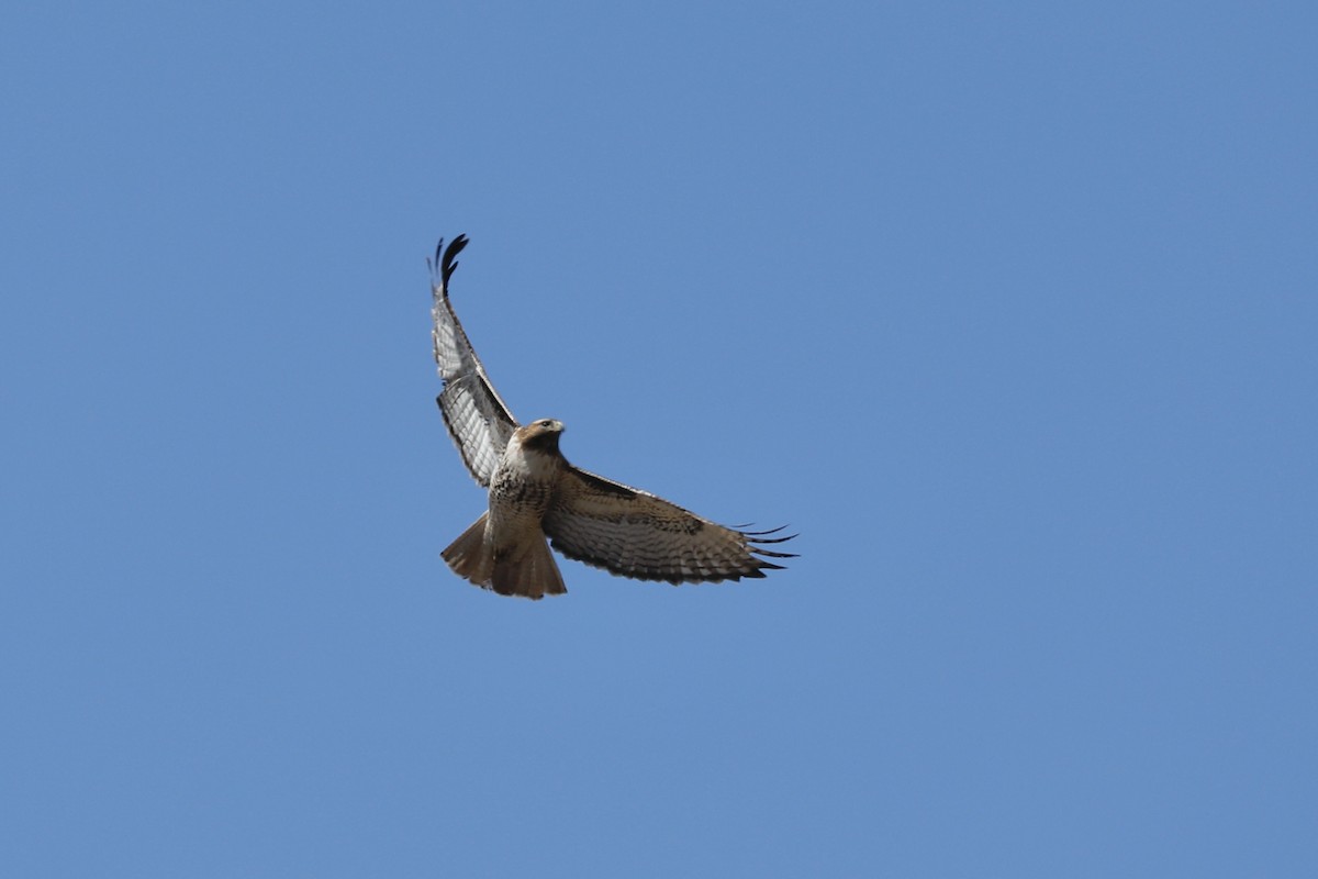 Red-tailed Hawk - ML617134112
