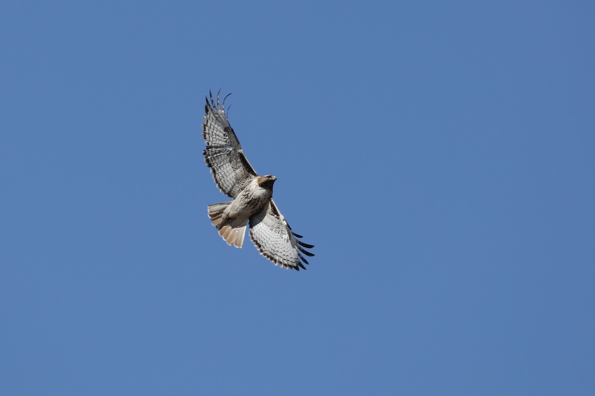 Red-tailed Hawk - ML617134113