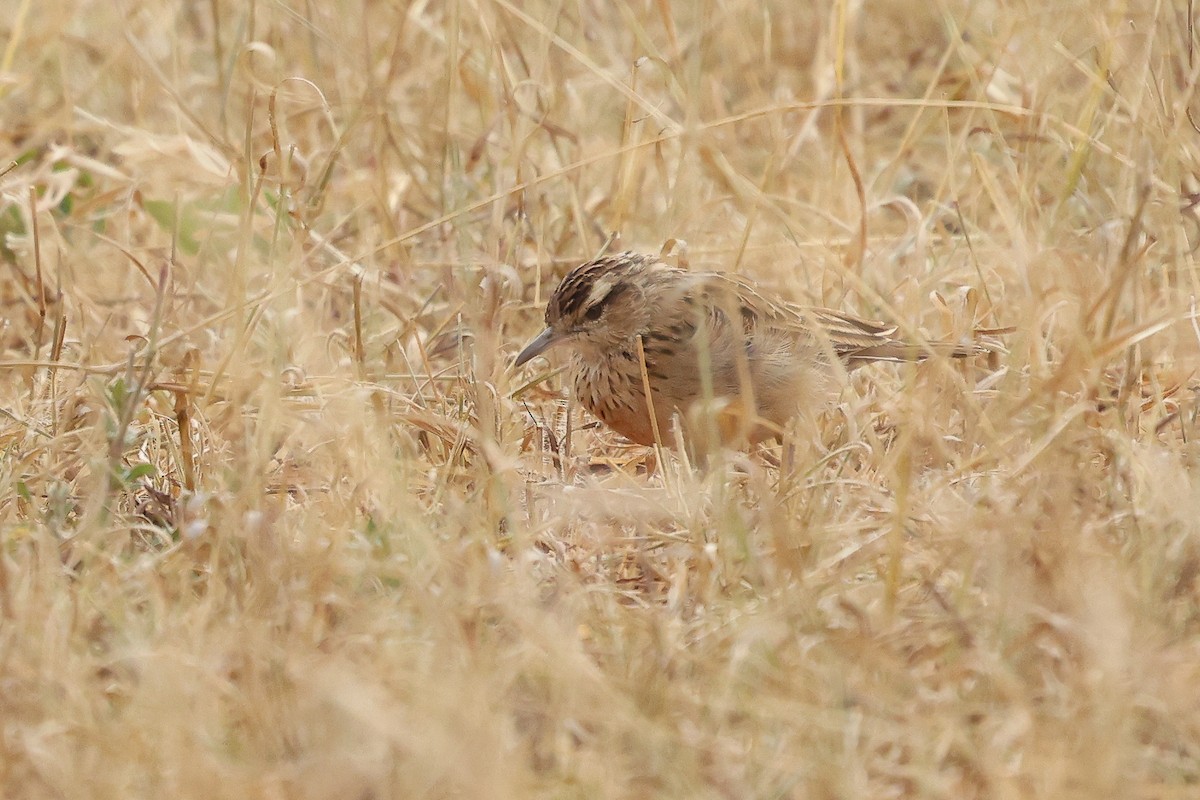Short-clawed Lark - Daniel Engelbrecht - Birding Ecotours