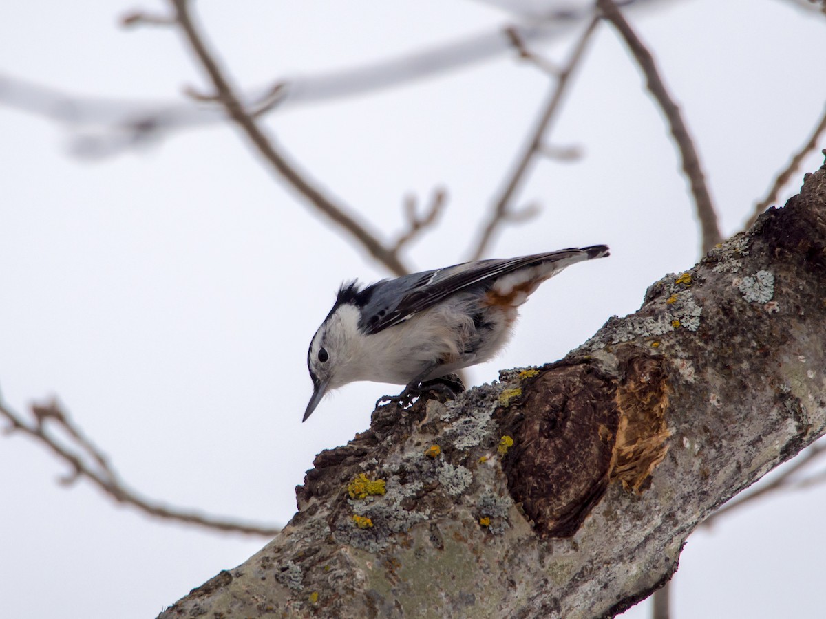 White-breasted Nuthatch - ML617134125