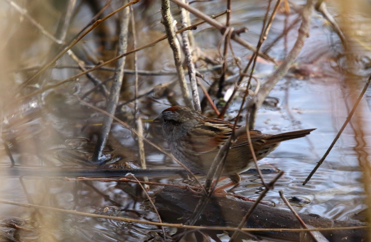 Swamp Sparrow - ML617134159