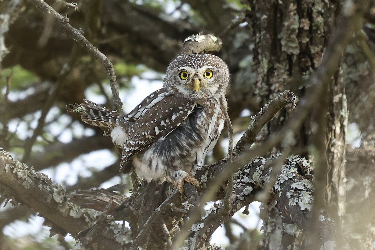 Pearl-spotted Owlet - ML617134182