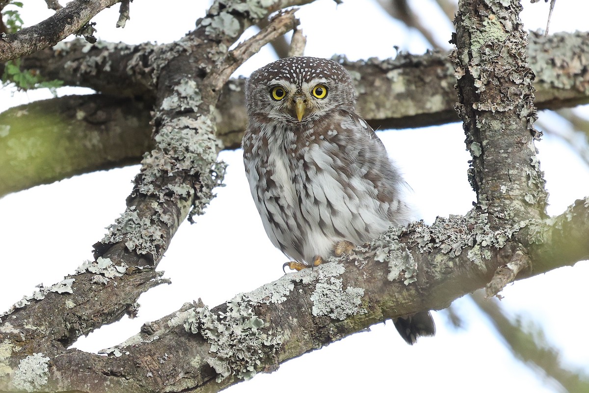 Pearl-spotted Owlet - ML617134183