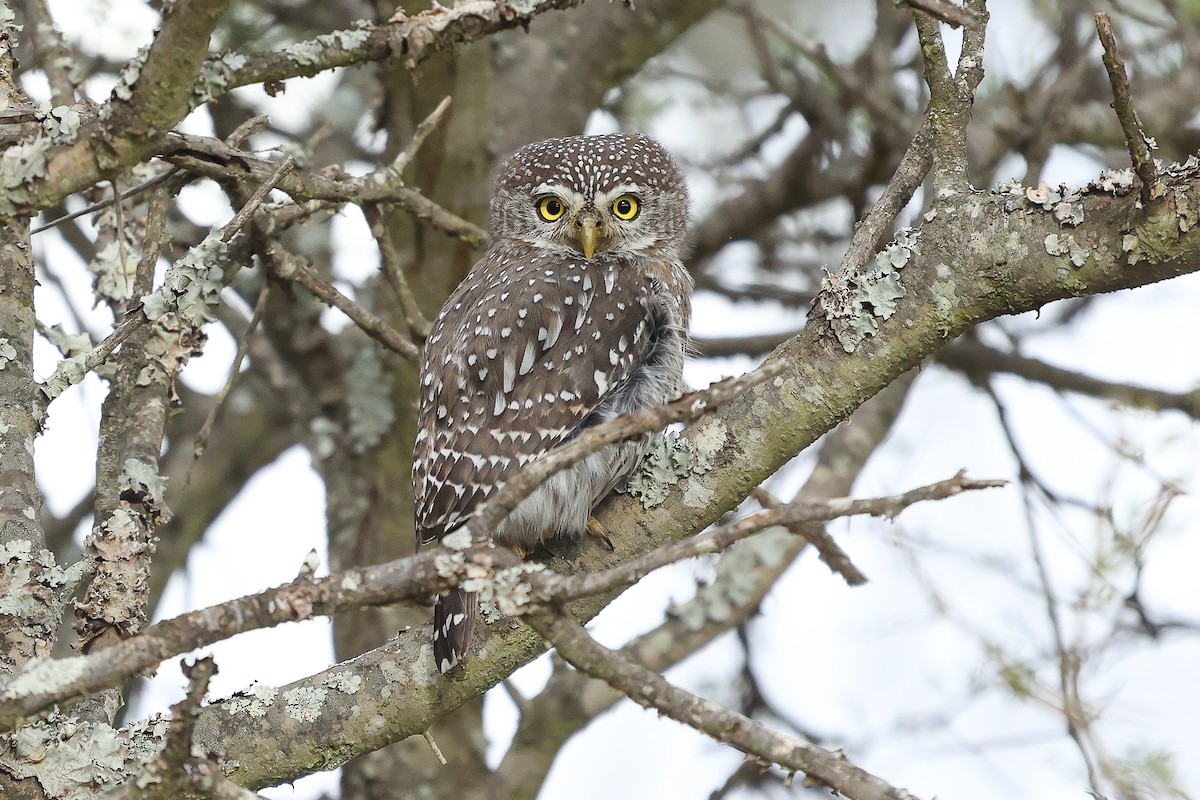Pearl-spotted Owlet - ML617134184