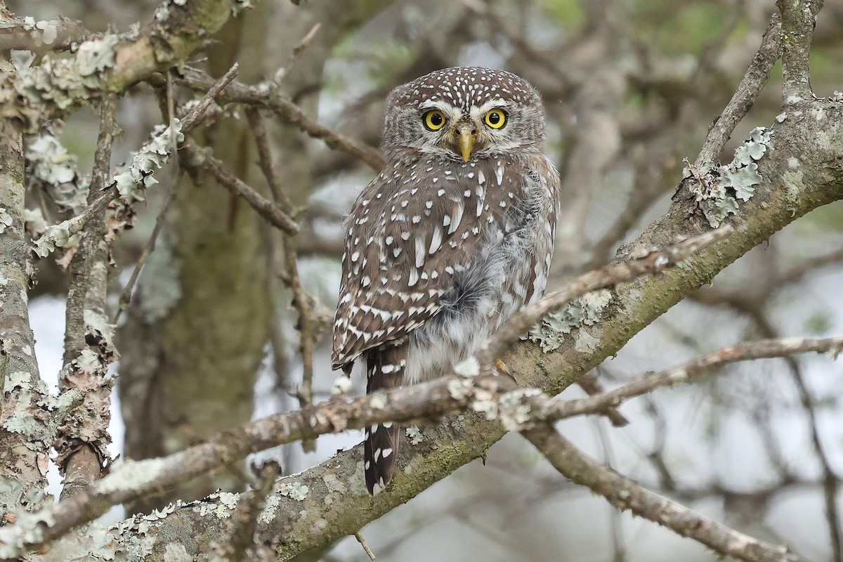 Pearl-spotted Owlet - ML617134185