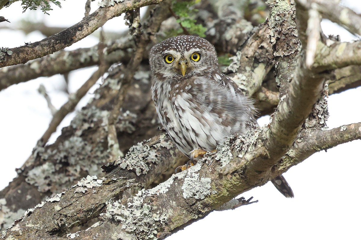 Pearl-spotted Owlet - ML617134186