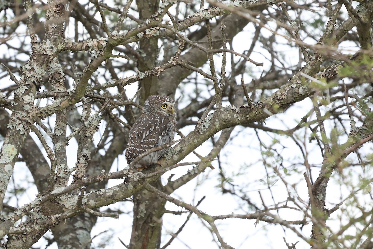 Pearl-spotted Owlet - ML617134188