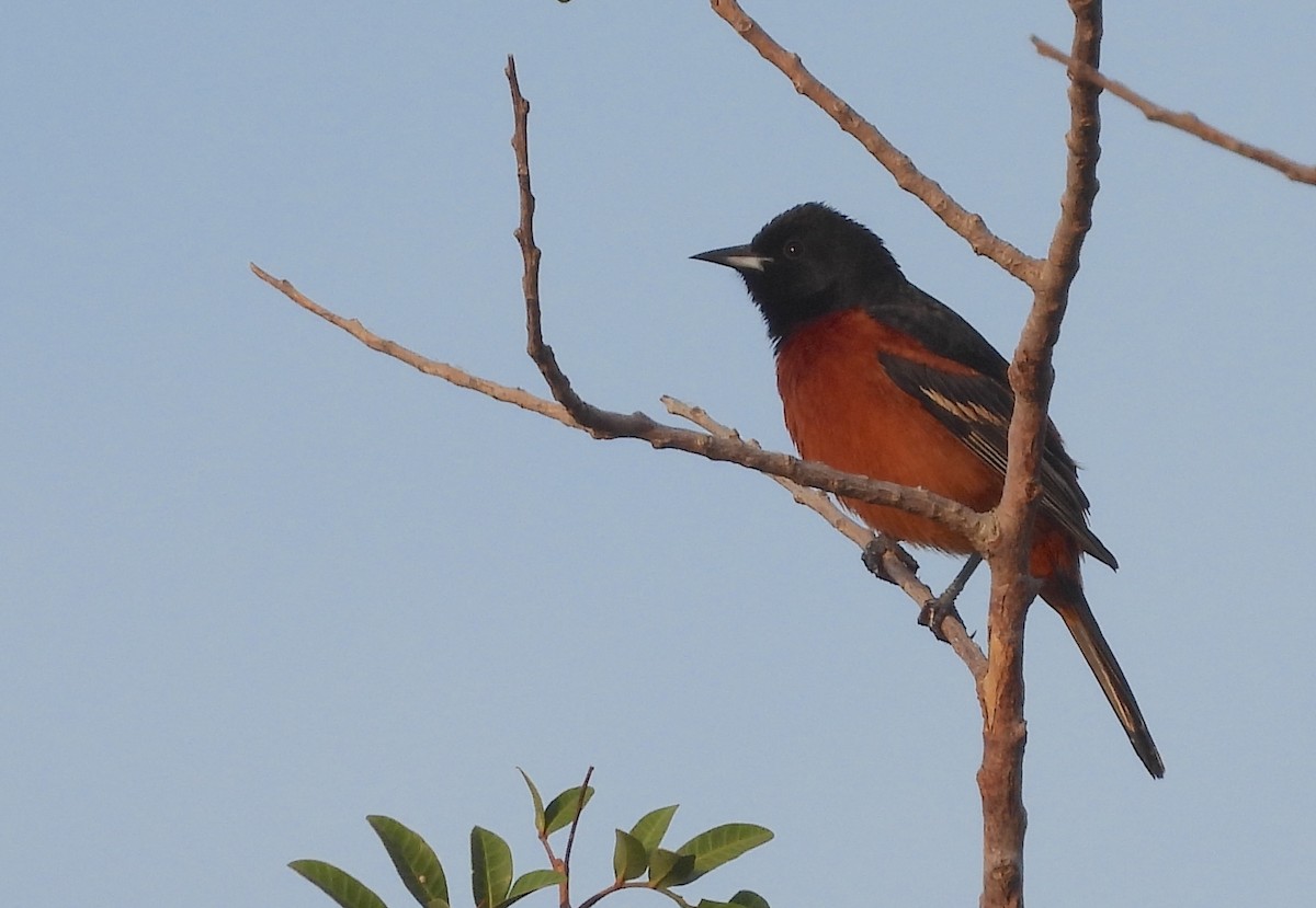 Orchard Oriole - ML617134334