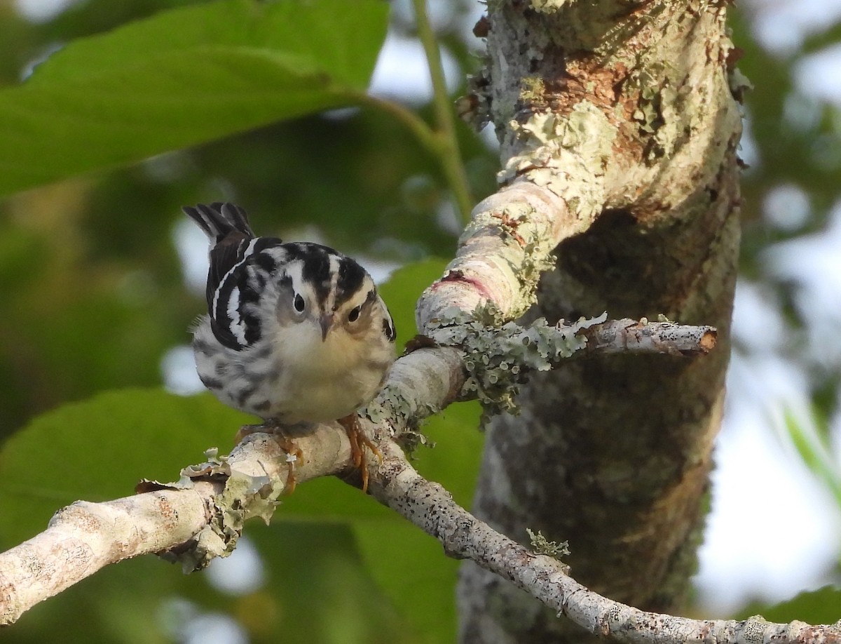 Black-and-white Warbler - ML617134340
