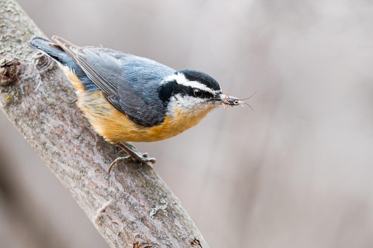 Red-breasted Nuthatch - ML617134343